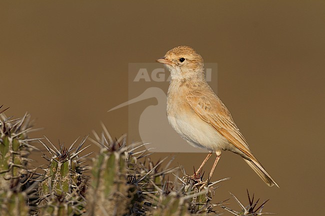 Bar-tailed Desert Lark (Ammomanes cincturus); Morocco, adult stock-image by Agami/Ralph Martin,