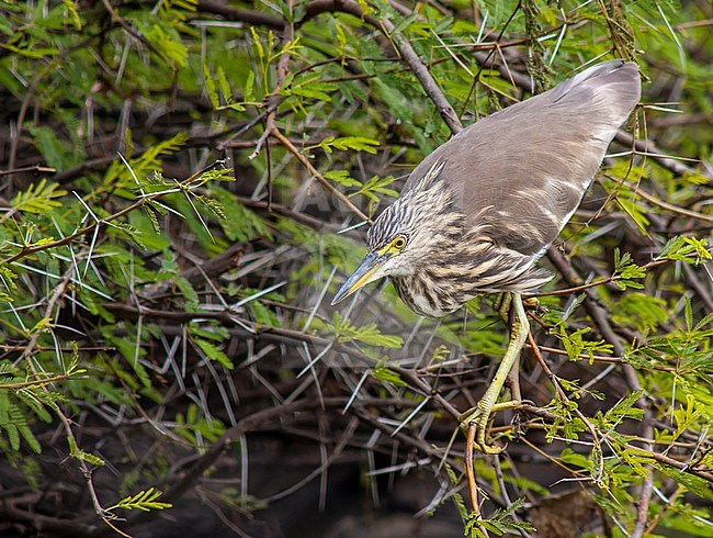 Indian Pond Heron (Ardeola grayii) in India. stock-image by Agami/Marc Guyt,