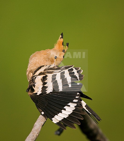 Hop poetsend op een tak; Eurasian Hoopoe preening while perched on a branch stock-image by Agami/Marc Guyt,