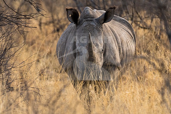 A white rhinoceros, Ceratotherium simum, looking at the camera. Kalahari, Botswana stock-image by Agami/Sergio Pitamitz,
