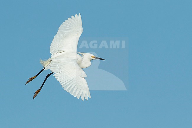 Adult breeding plumaged Snowy Egret (Egretta thula)
Galveston Co., Texas, USA
April 2017 stock-image by Agami/Brian E Small,