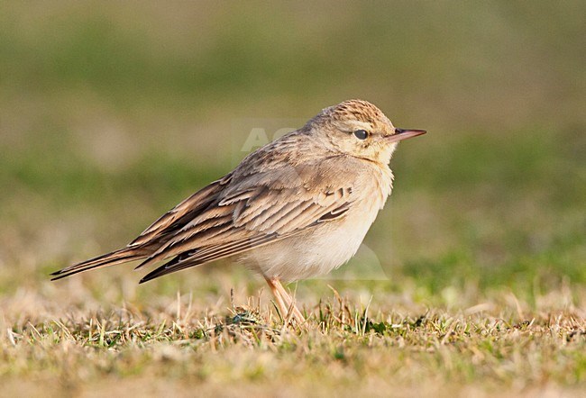 Duinpieper in Eilat; Tawny Pipit in Ofira park Eilat stock-image by Agami/Marc Guyt,