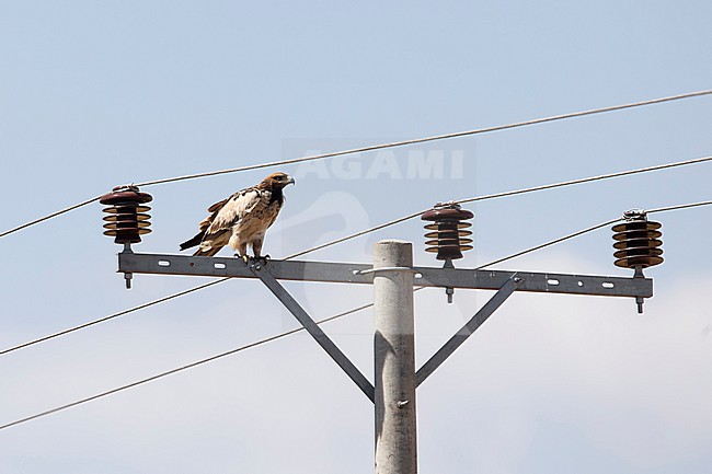 immature tawny eagle (Aquila rapax) perching on the traverse of an electric pylon close to the wire, found at Gaysay Plains in Ethiopia stock-image by Agami/Mathias Putze,