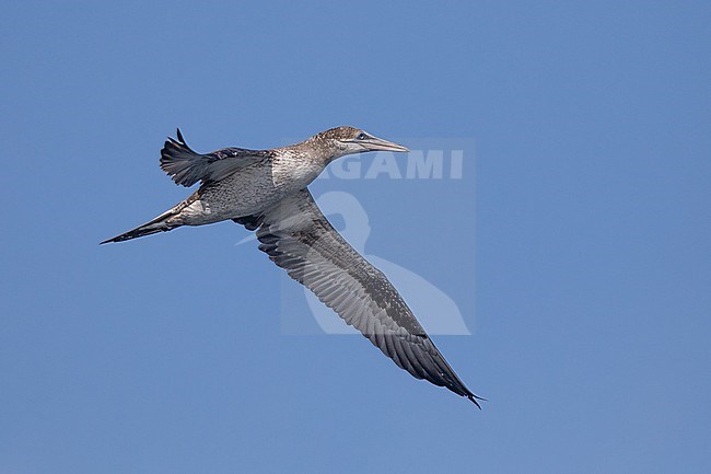 Northern Gannet (Morus bassanus), immature (2cy) in flight, with the sky as background. stock-image by Agami/Sylvain Reyt,