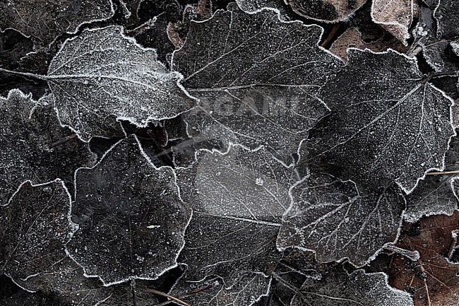 Frosted leaves stock-image by Agami/Wil Leurs,