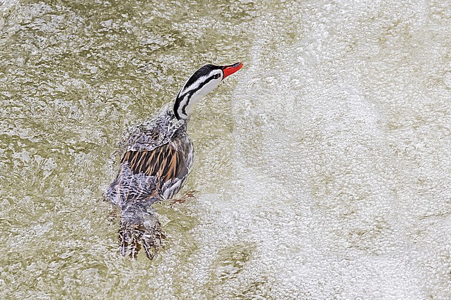 Male Torrent Duck (Merganetta armata) in northern Peru. stock-image by Agami/Pete Morris,