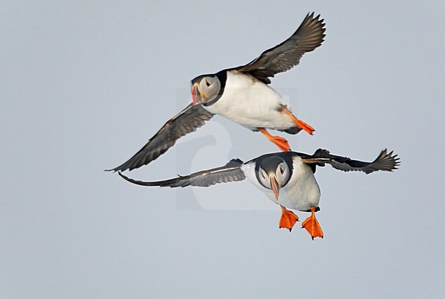 Volwassen Papegaaiduiker in de vlucht; Adult Atlantic Puffin in flight stock-image by Agami/Markus Varesvuo,
