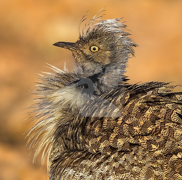 Houbara Bustard (Chlamydotis undulata fuertaventurae) portrait stock-image by Agami/Daniele Occhiato,
