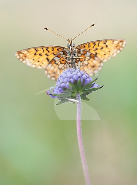 Zilveren Maan op Blauwe Knoop; Small Pearl-bordered Frittilary on Moench stock-image by Agami/Han Bouwmeester,