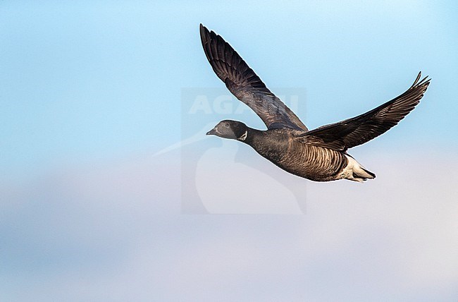 Wintering Dark-bellied Brent Goose (Branta bernicla bernicla) in Norfolk, England. stock-image by Agami/Marc Guyt,