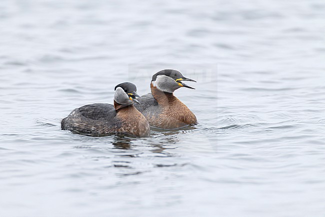 A couple of red-necked grebes (Podiceps grisegena) is displaying on Sulsdorfer Wieck at Fehmarn, an island at the german Baltic Sea stock-image by Agami/Mathias Putze,