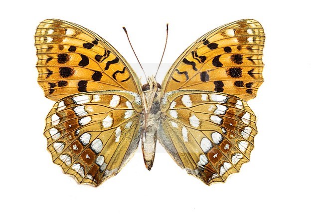 High brown fritillary, Bosrandparelmoervlinder, Argynnis adippe stock-image by Agami/Wil Leurs,