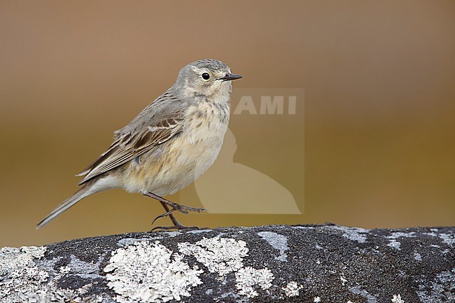 Adult American Buff-bellied Pipit (Anthus rubescens rubescens) perched on a rock in the arctic tundra of  
Churchill, Manitoba, Canada. stock-image by Agami/Brian E Small,
