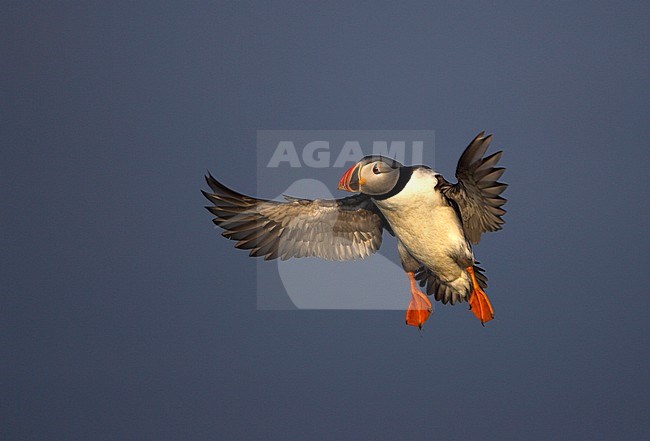 Papegaaiduiker in de vlucht; Atlantic Puffin in flight stock-image by Agami/Danny Green,