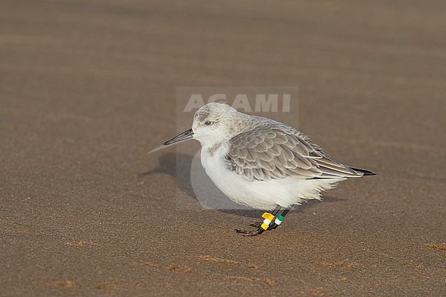  stock-image by Agami/Arnold Meijer,