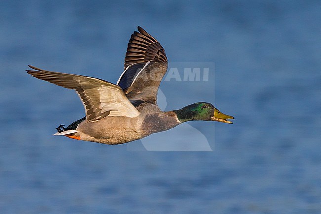 Mallard (Anas platyrhynchos) male in flight against blue water stock-image by Agami/Daniele Occhiato,
