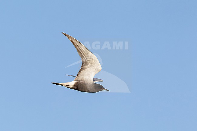 adult Black Tern (Chlidonias niger) in flight, found in Havelland in Brandenburg, Germany stock-image by Agami/Mathias Putze,
