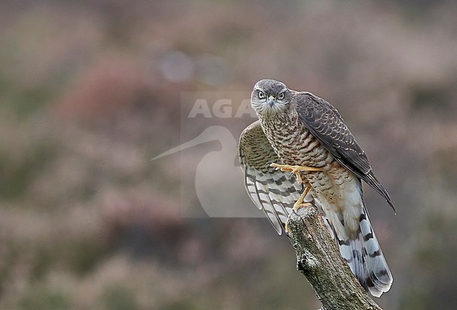 Sparrow Hawk juv. (Accipiter nisus) Norway October 2019 stock-image by Agami/Markus Varesvuo,