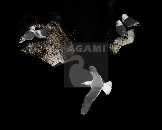 Black-legged Kittiwake (Rissa tridactyla), adult in flight over a colony against black basalt cliffs, Southern Region, Iceland stock-image by Agami/Saverio Gatto,