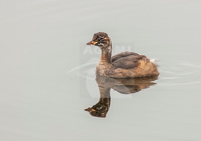 Juvenile Little Grebe (Tachybaptus ruficollis) in the Netherlands. stock-image by Agami/Marc Guyt,