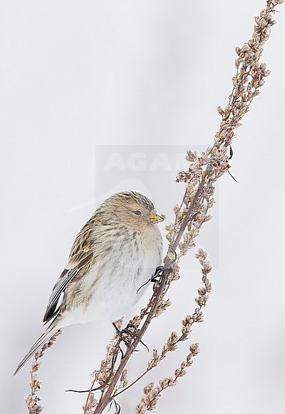 Twite (Carduelis flavirostris) Vantaa Finland February 2018 stock-image by Agami/Markus Varesvuo,
