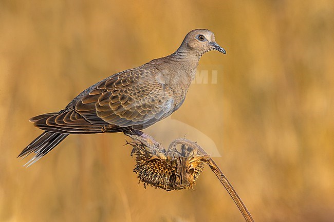 Juvenile Eurasian Turtle Dove, Streptopelia turtur, in Italy. stock-image by Agami/Daniele Occhiato,