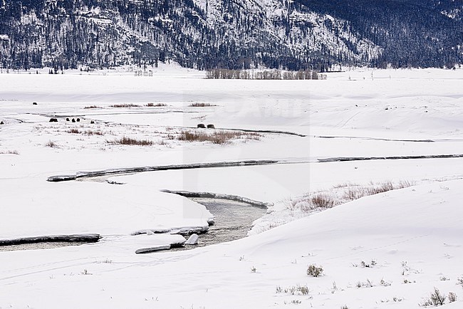 Bisons in Lamar Valley Yellowstone stock-image by Agami/Rob Riemer,