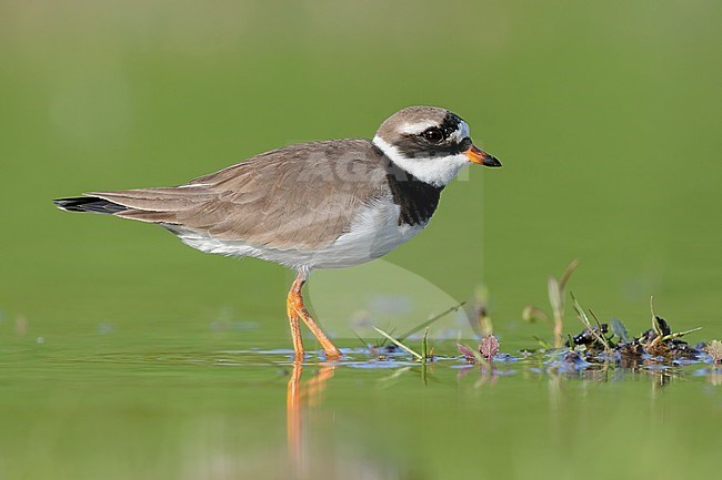 Ringed Plover (Charadrius hiaticula), side view of an adult standing in the water, Campania, Italy stock-image by Agami/Saverio Gatto,