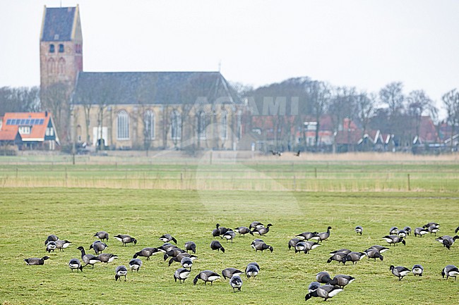 stock-image by Agami/Menno van Duijn,