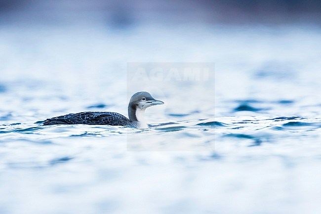 Pacific Loon (Gavia pacifica), Switzerland, 1st cy stock-image by Agami/Ralph Martin,