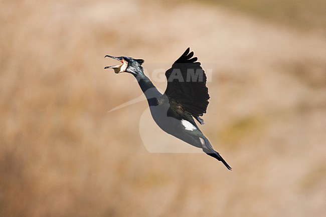 Volwassen Aalscholver roepend in de vlucht; Adult Great Cormorant calling in flight stock-image by Agami/Menno van Duijn,