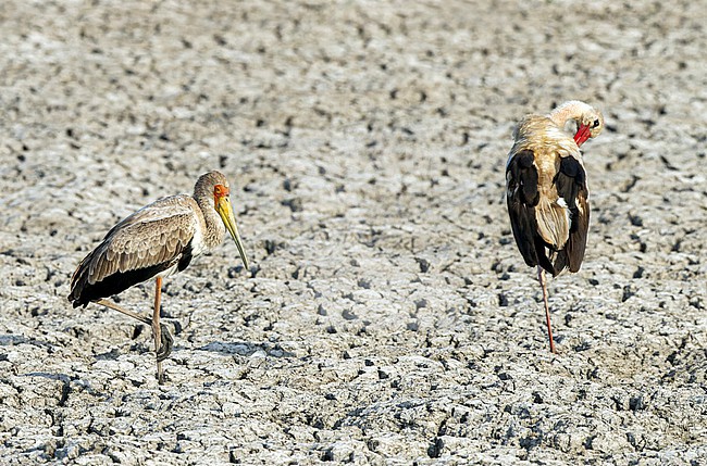 Immature Yellow-billed Stork (Mycteria ibis) in Israel. Together with a White Stork. stock-image by Agami/Yoav Perlman,