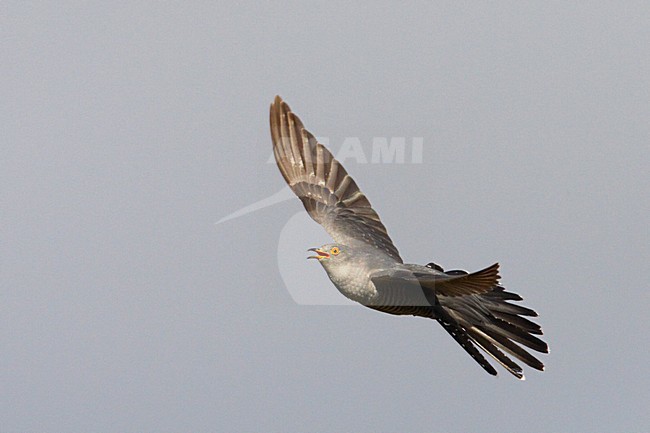 Koekoek vliegend; Common Cuckoo flying stock-image by Agami/Jari Peltomäki,