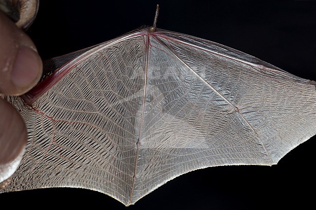 Vleugel van Gewone grootoorvleermuis, Wing of Brown long-eared bat stock-image by Agami/Theo Douma,