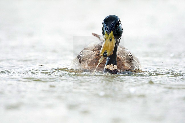 Wilde Eend man zwemmend in regen; Mallard male swimming in rain stock-image by Agami/Marc Guyt,
