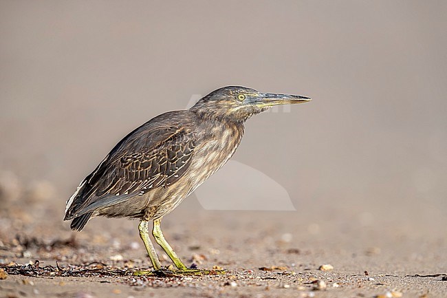 Immature Red Sea Striated Heron (Butorides striata brevipes) standing on the beach of Shams Alam Resort, Marsa Alam in Egypt. stock-image by Agami/Vincent Legrand,