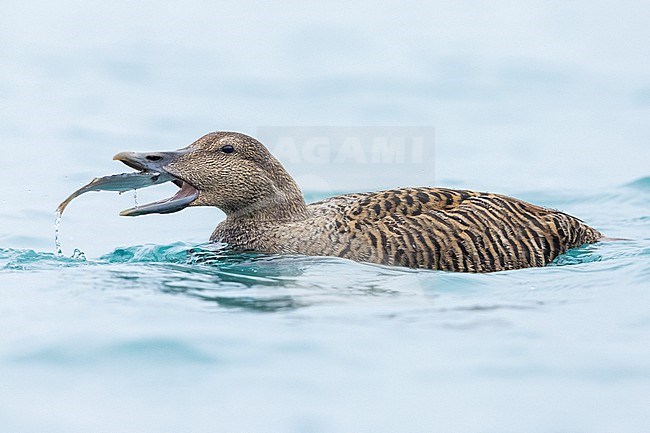 Common Eider (Somateria mollissima borealis), side view of an adult female feeding on a Sole, Southern Region, Iceland stock-image by Agami/Saverio Gatto,