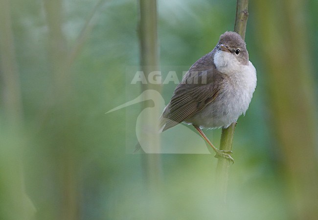 Struikrietzanger zittend op tak; Blyths Reed Warbler perched on branch stock-image by Agami/Markus Varesvuo,