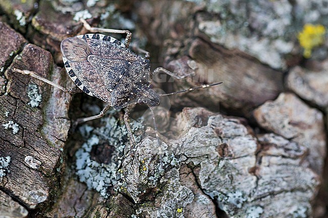 Halyomorpha halys - Brown marmorated stink bug - Marmorierte Baumwanze, Germany, imago stock-image by Agami/Ralph Martin,