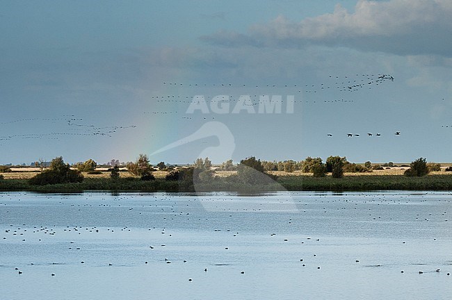 Trekkende vogels boven de Oostvaardersplassen; Migrating birds over Oostvaardersplassen stock-image by Agami/Marc Guyt,
