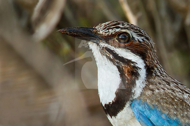 Long-tailed Ground Roller (Uratelornis chimaera) s stunning endemic of arid spiny forests near the coast in southwestern Madagascar. It occurs at extremely low population densities throughout its habitat stock-image by Agami/Dubi Shapiro,