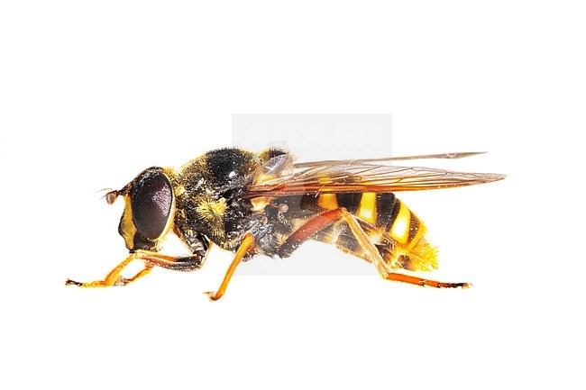Bog Hoverfly, Sericomyia silentis stock-image by Agami/Wil Leurs,