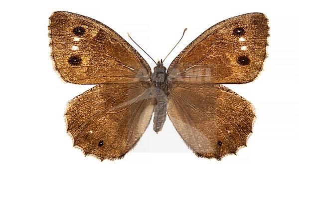 Tree Grayling, Kleine heivlinder, Hipparchia statilinus stock-image by Agami/Wil Leurs,
