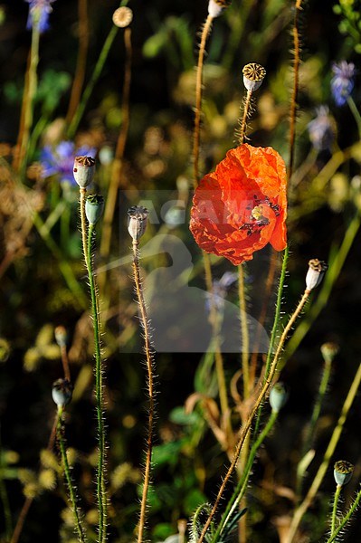 A field poppy, Papaver species, and several seed pods, in warm sunlight. Sault, Provence, France. stock-image by Agami/Sergio Pitamitz,