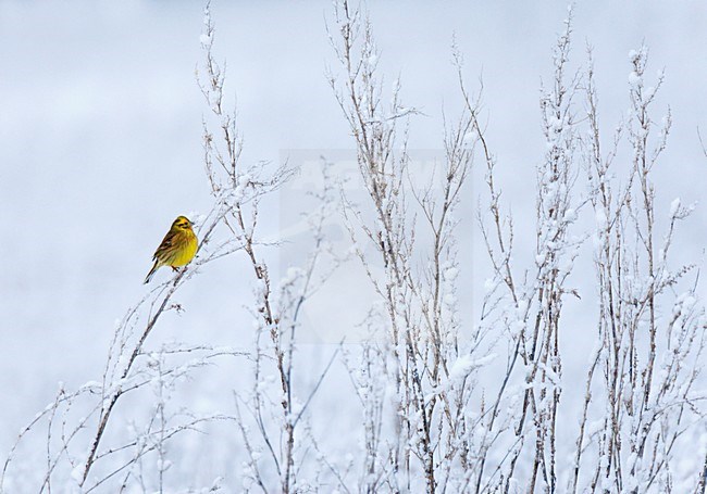 Geelgors zit eenzaam in stengel in winters akkervogelreservaat. Yellowhammer sitting on twig in wintery arable land stock-image by Agami/Ran Schols,