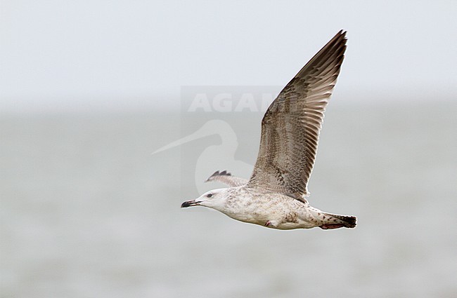 Eerste winter Pontische Meeuw in vlucht, First winter, Caspian Gull in flight stock-image by Agami/Karel Mauer,