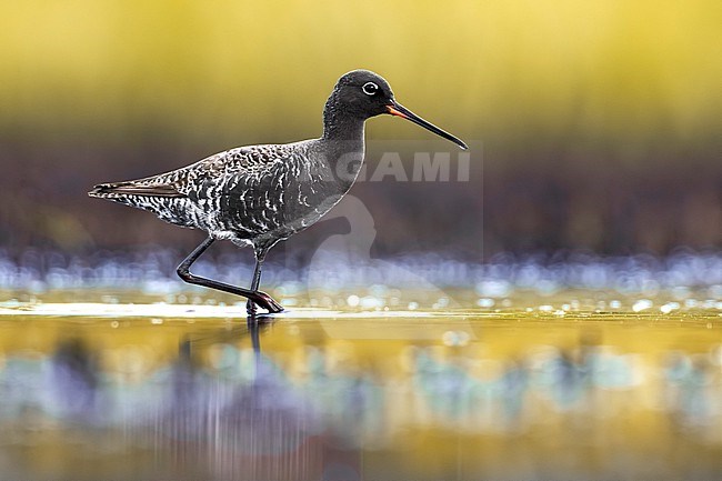Spotted Redshank, Tringa erythropus, in Italy. stock-image by Agami/Daniele Occhiato,