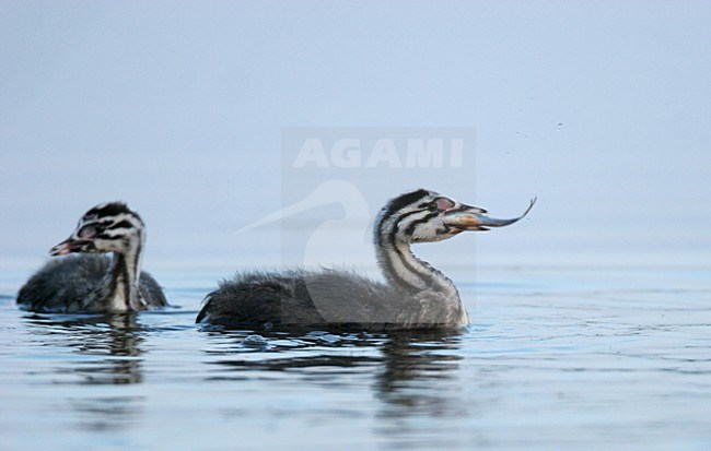 Great Crested Grebe juvenile eating fish Netherlands, Fuut jong vis etend Nederland stock-image by Agami/Menno van Duijn,