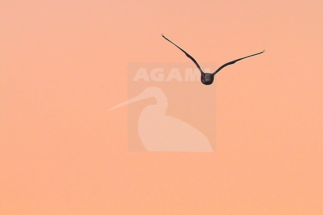 Velduil vliegend; Short-eared Owl flying stock-image by Agami/Menno van Duijn,