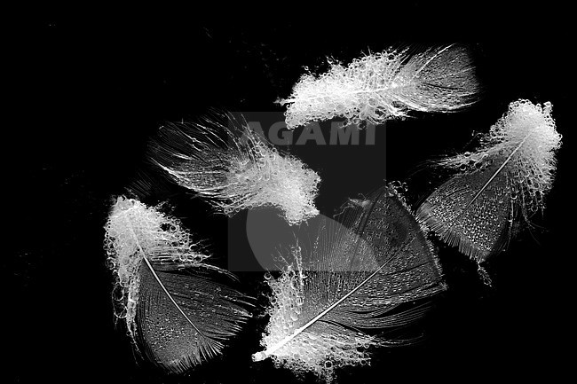 Feathers floating on the water stock-image by Agami/Wil Leurs,